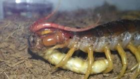 沙鼠吃瓜吗,揭秘它们是否吃瓜