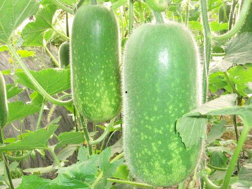 吃瓜的688,揭秘吃瓜群众背后的688传奇故事