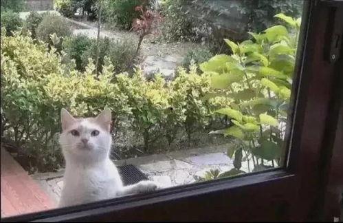 带你吃瓜猜猫