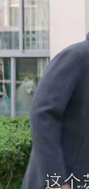 群众吃野瓜视频,揭秘群众热传的野果美味瞬间