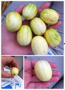 可爱的瓜怎么吃,探索可爱瓜的多样食法