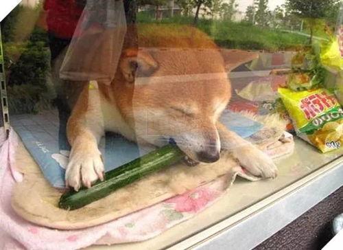 狗狗站在屋顶认真吃瓜,狗狗的悠闲午后时光