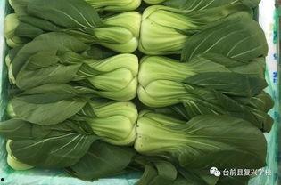 康定中学吃瓜,揭秘校园里的热点话题