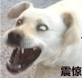 狗狗吃瓜震惊表情包,萌宠界的“震惊时刻”