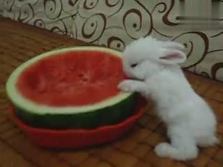 小兔吃瓜直播间,趣味横生的瓜界盛宴