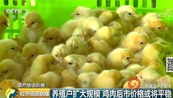 吃鸡查瓜,揭秘游戏背后的趣味与智慧