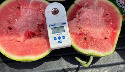 师兄吃8424麒麟瓜,甜蜜滋味，传承美味