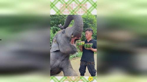 大象吃瓜网
