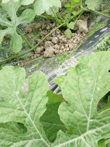 白色棚瓜怎么吃,探索美味新境界