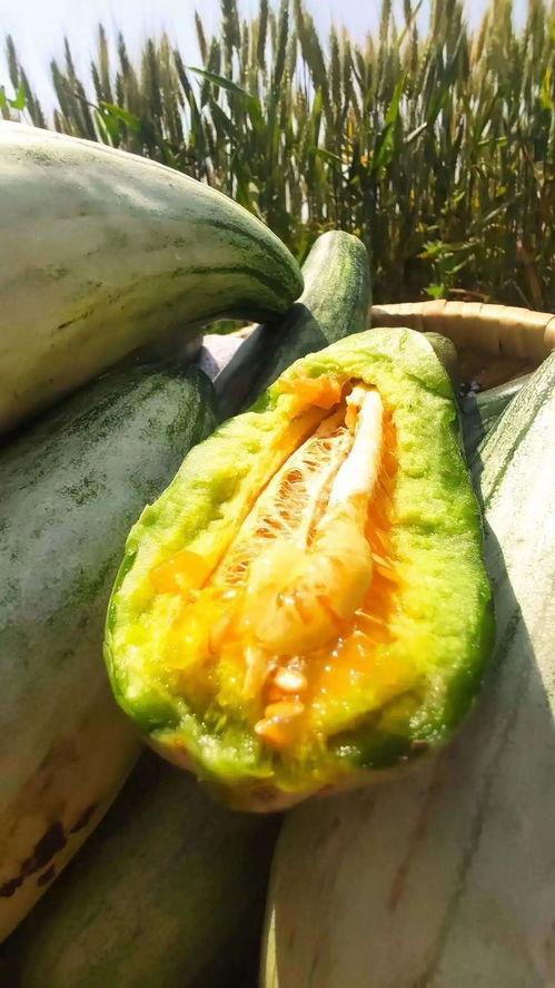 只想静静的吃瓜,只想静静吃瓜的悠闲时光