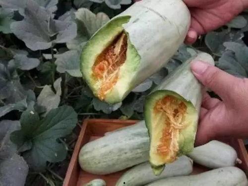 棒瓜要削皮吃吗,棒瓜食用前的削皮处理指南