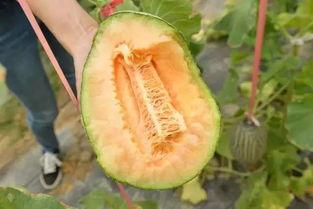 雨水吃瓜,探寻雨水与美味瓜果的奇妙邂逅