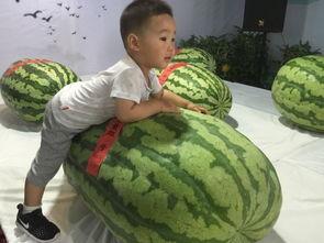 澄迈吃瓜群众事件,网络舆论漩涡中的真相探寻