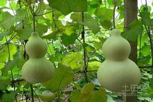 葫芦瓜不让吃,揭秘为何不宜食用