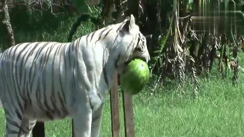 虎瓜怎么吃呢,虎瓜的多样食用方法与美味体验